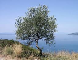 innesto albero olivo