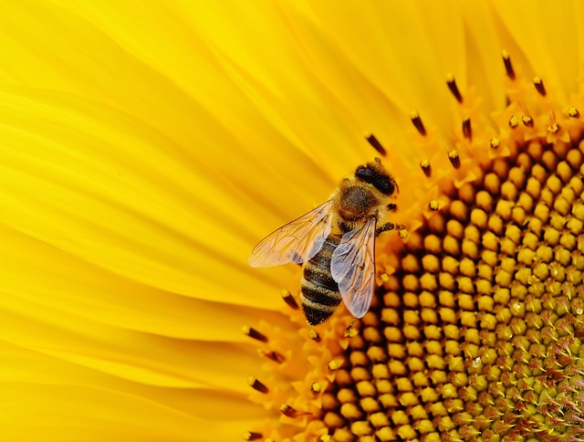 tutela delle api contro i pesticidi