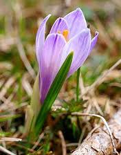 crocus