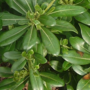 eleuterococco
