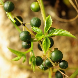 gynostemma