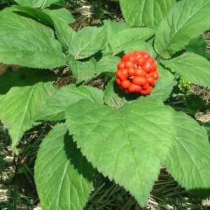 ginseng coreano