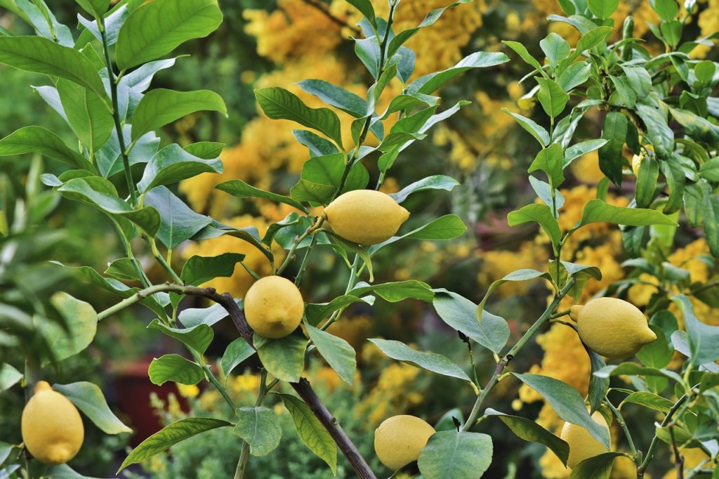 frutteto limoni