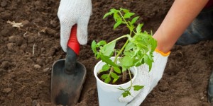 trapianto pomodori nell'orto