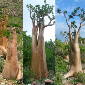 albero bottiglia