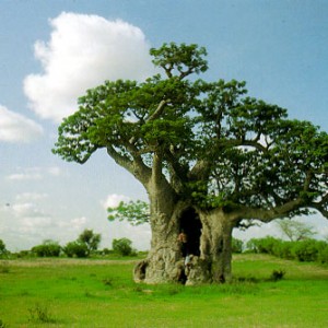 baobab