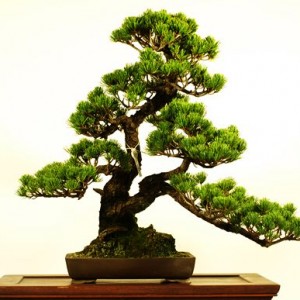 bonsai