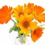 calendula