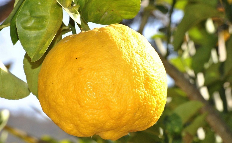 frutteto italiano limoni