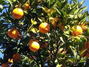 calendario potatura alberi da frutto