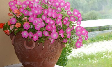 petunia vaso birra