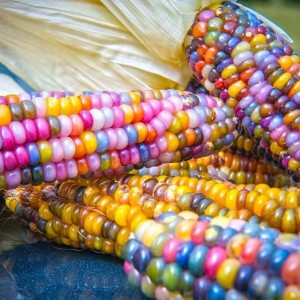 mais colorato