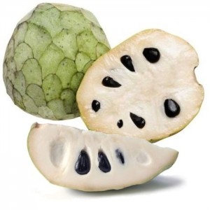 Annona Cherimoya 