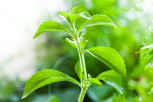 stevia-come coltivare la stevia