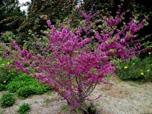 cercis_occidentalis_image5