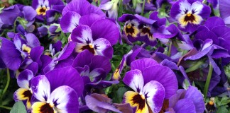 fioriture invernali viole
