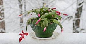 cactus_di_natale