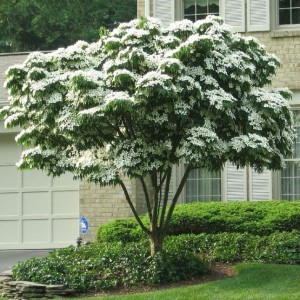 Cornus Kousa