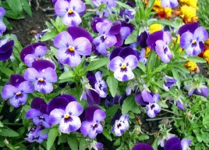 viola_cornuta