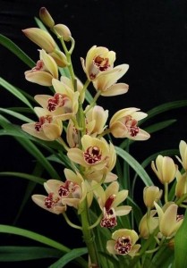 come curare-orchidea-cymbidium