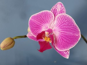 come curare orchidea falena