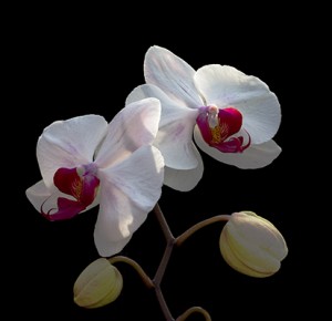 cura delle orchidee bianche