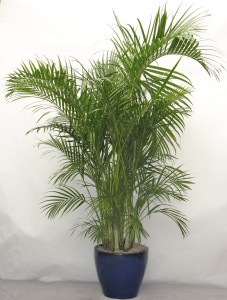 Areca-Palm