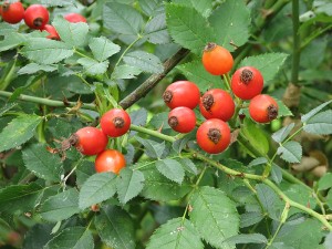 Rosa-canina-frutos