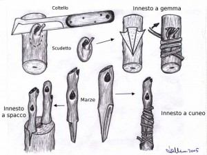 Varie-tipologie-di-innesto-marza-cuneo-gemma