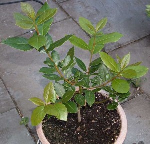 Seccume fogliare di alloro coltivato in vaso - Passione in verde