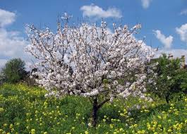 innesto albero di mandorle