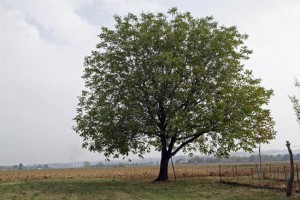 innesto albero noce