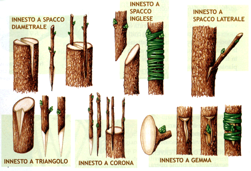 innesto tipologie