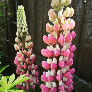 lupini