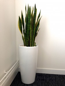 sansevieria-trifasciata-laurentii
