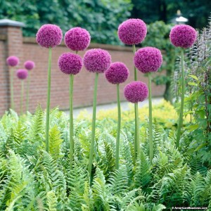 allium_giganteum_1