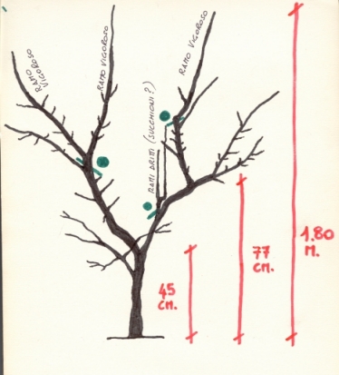 potatura albero di albicocche