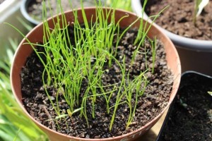 come coltivare l'erba cipollina
