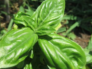 Foglie-Basilico