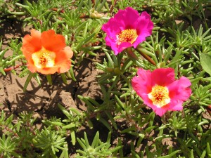 portulaca come coltivare