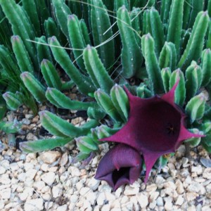 Stapelia