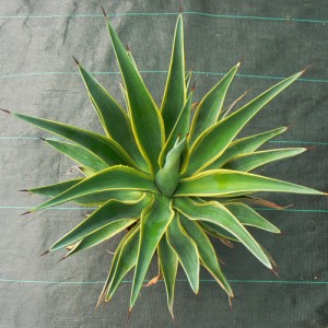 agave