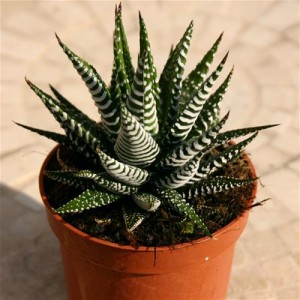 Haworthia