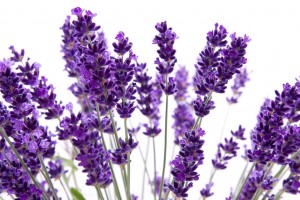 lavanda-fiore