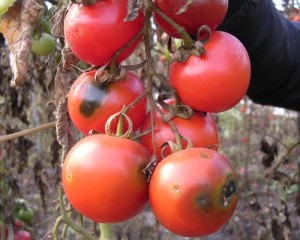 malattie del pomodoro