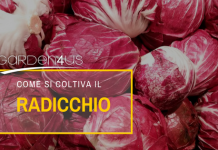 radicchio