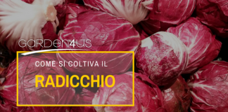 radicchio