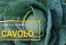 cavolo