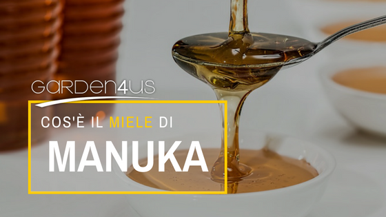 Miele di Manuka