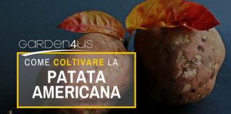 patata americana